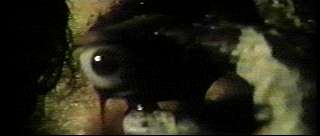 Joe says goodbye to his eye (4900 bytes)