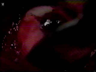 Guinea Pig- THE FLOWER OF FLESH AND BLOOD
